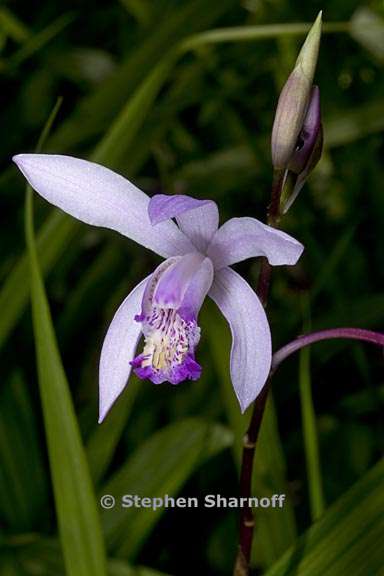 bletilla striata 1 graphic